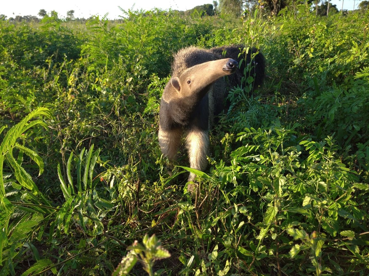 Cecilia baby giant anteater
