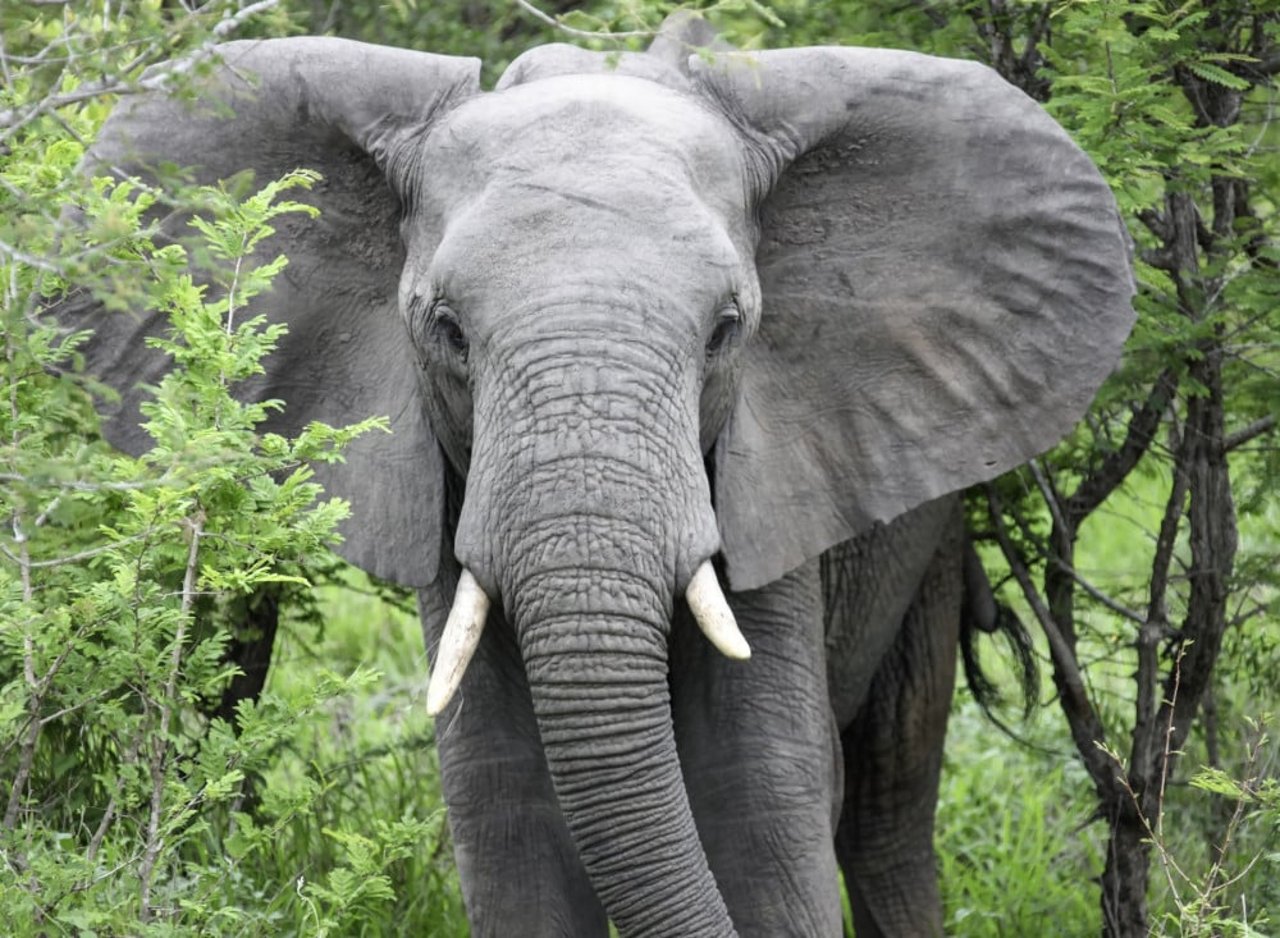 Elefante africana caminando en arbusto