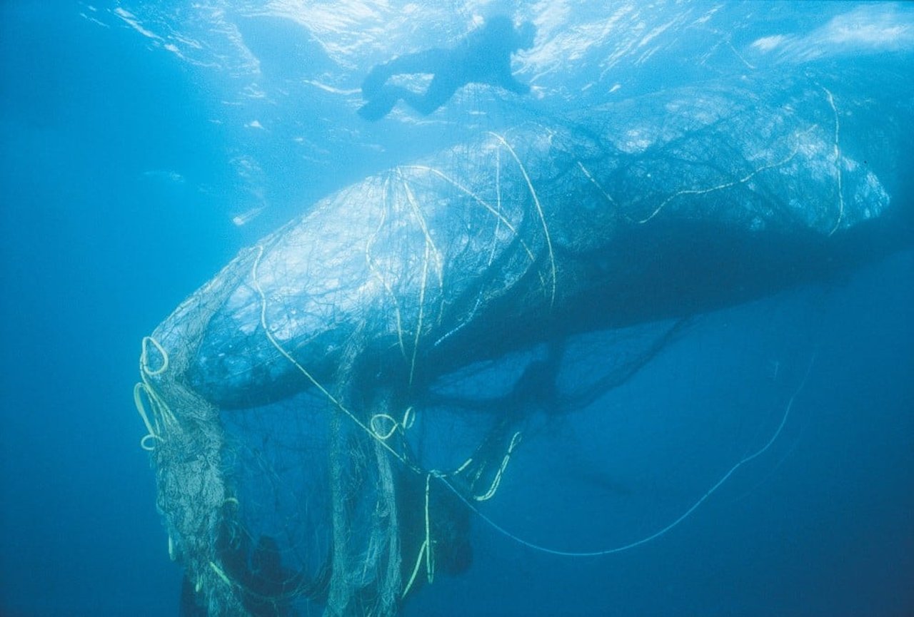 Una ballena atrapada en aparejos de pesca perdidos y abandonados, conocidos como redes fastma