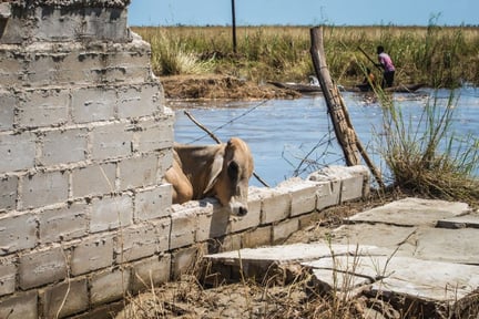 a_cow_in_flood_water_in_mozambique_after_cyclone_idai