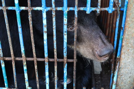 Un oso rescatado de una granja en Vietnam. World Animal Protection trabaja para terminar con la explotación de animales silvestres en medicina tradicional.