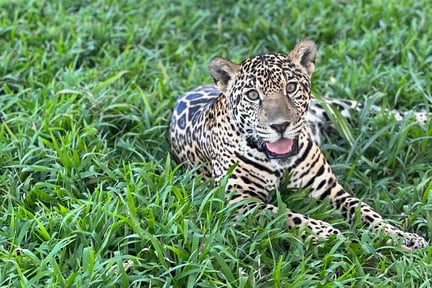 Celeste, la jaguar, en su hogar el Centro de Rescate y Santuario Las Pumas, Costa Rica