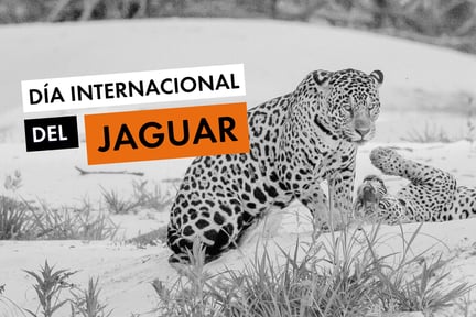 Dos jaguares juntos en la naturaleza -Día Internacional del Jaguar