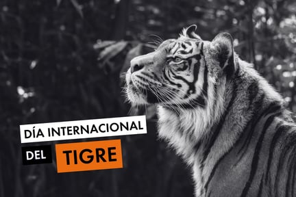 Un tigre de bengala en la naturaleza - Día Internacional del Tigre