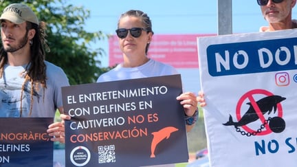 Protesta en España contra el cautiverio y explotación de delfines