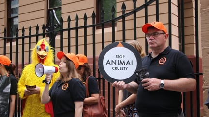 Protesta frente al congreso de Australia pidiendo cambios en favor de los animales de granja. World Animal Protection.