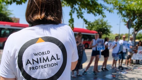 Protesta frente a Oceanografic en Valencia pidiendo el fin de la explotación de delfines. World Animal Protectiom.