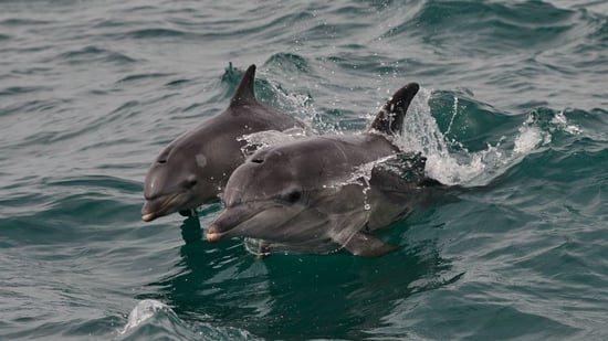 Dos delfines juntos en la naturaleza. Los delfines son seres sintientes y sociales