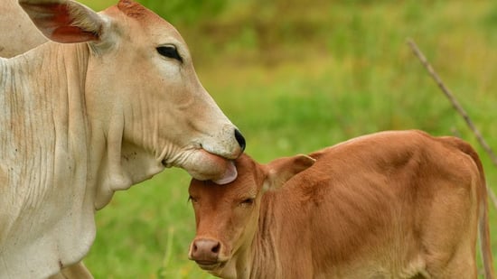 Una vaca muestra afecto a su ternero. Los animales de granja son seres sintientes.