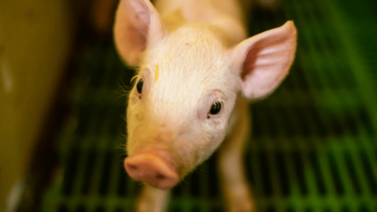 Un lechón en una granja industrial. Los cerdos son seres sintientes.