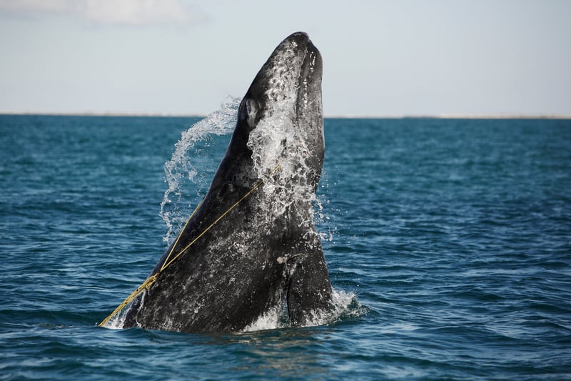 Una ballena enredada por redes fantasma de pesca emerge del océano. Las redes de pesca fantasma ponen en peligro la vida de millones de animales marinos en todo el mundo.