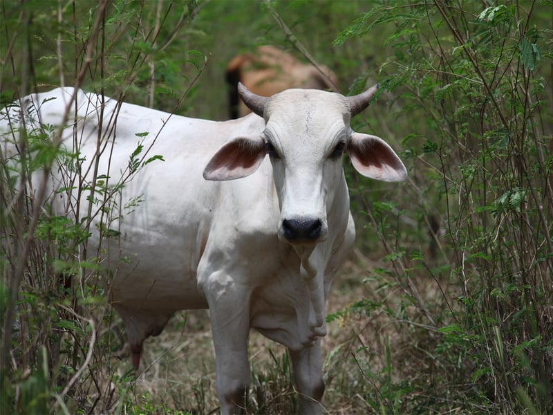Protección Animal Mundial se involucra en el futuro de la ganadería sostenible en Latino América