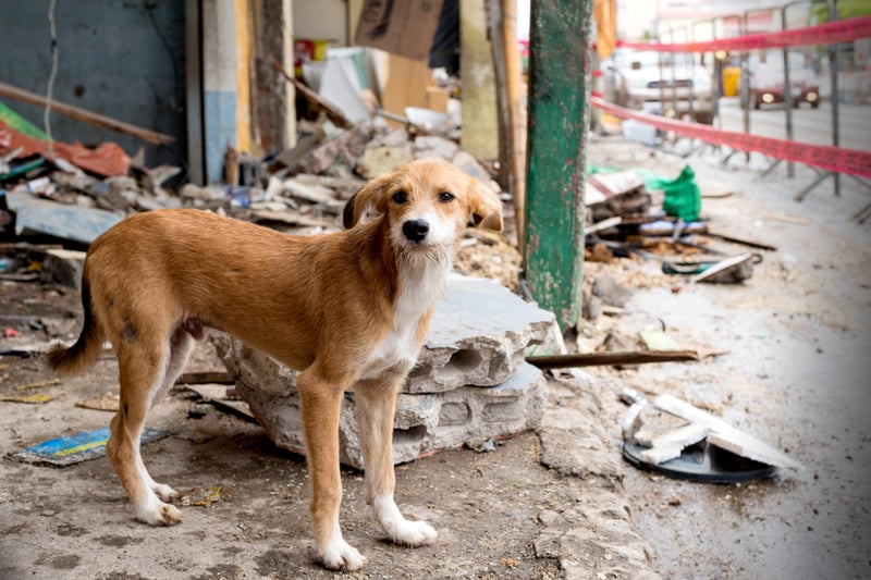 Animales en Ecuador también son víctimas del terremoto