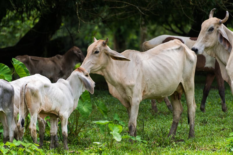 El ganado en la provincia de Limón, en Costa Rica, sufrió por las inundaciones que arruinaron el pasto y destruyeron varias rutas de acceso