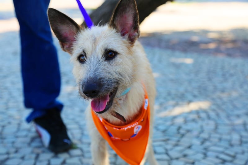 Final feliz: la adopción de Marta y otros perros rescatados en Rio 2016