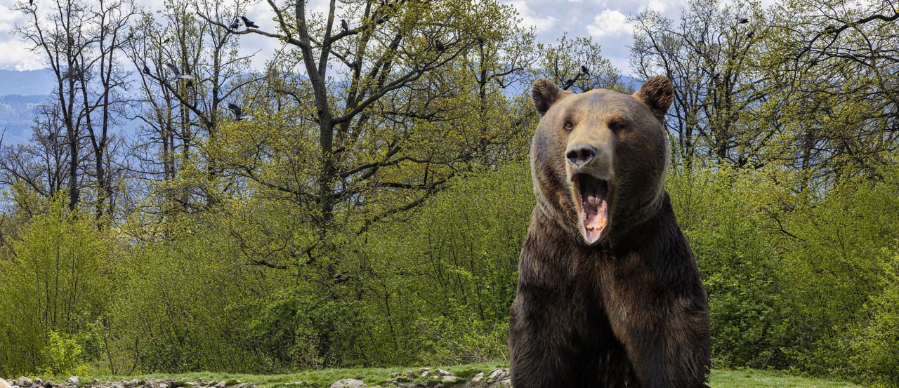 Jimi, un oso en AMP / Libearty, Rumania