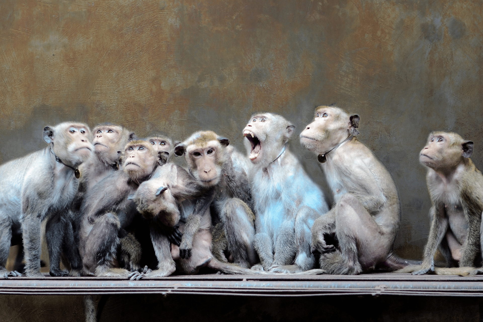 Un grupo de monos que nacieron en cautiverio encadenados.
