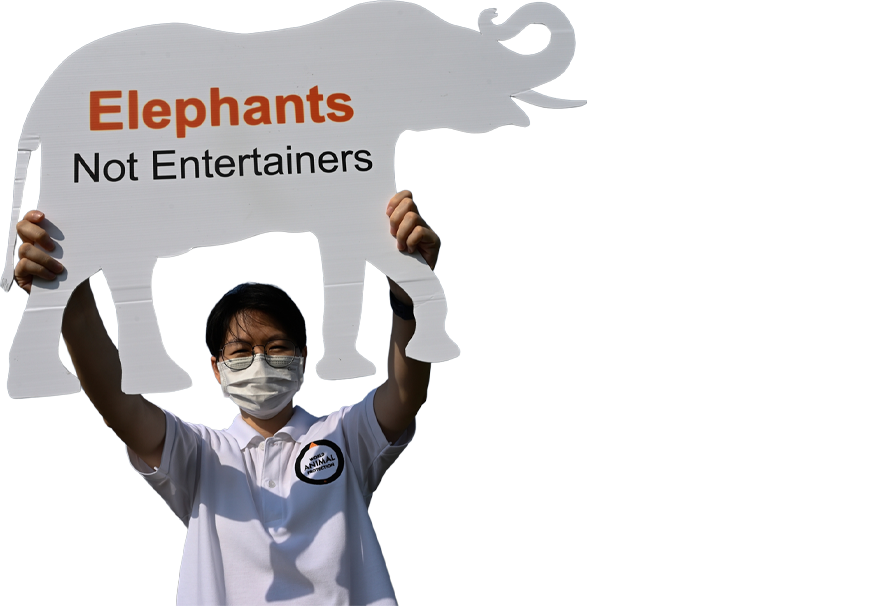 Hombre protestando por la explotación de elefantes en Tailandia