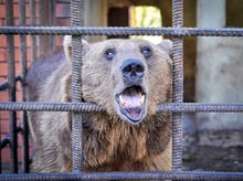 Urgente: Firma la petición para salvar a dos osos en Sochi
