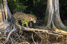 Iconische jaguar wordt bedreigd door de Braziliaanse vlammenzee