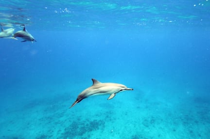 Un delfín bebé muere a manos de turistas en Argentina