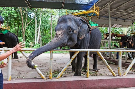 9 coisas que você precisa saber sobre aquele “inesquecível” passeio de elefante
