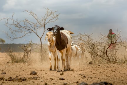 Crisis por sequía: cuando los animales mueren, la gente también