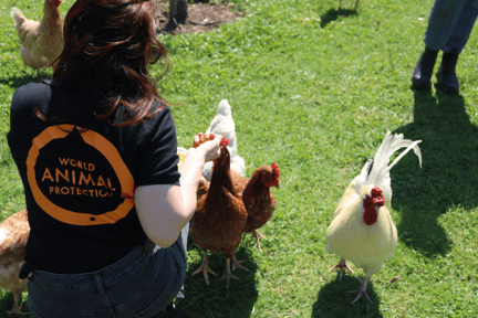 Un grupo de gallinas son alimentadas por una visitante en un santuario.