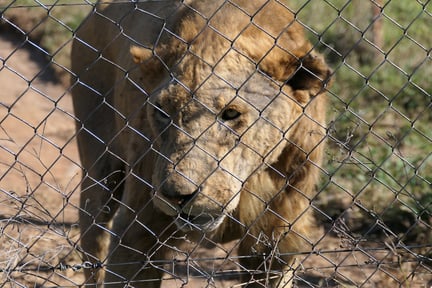 Un león mira através de las rejas de una granja de leones en cautiverio en Sudáfrica. Los animales viven en terribles condiciones.