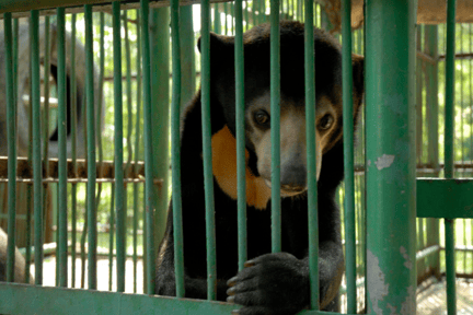 Un oso asiático mira con tristeza a través de una jaula en una granja de bilis en China.