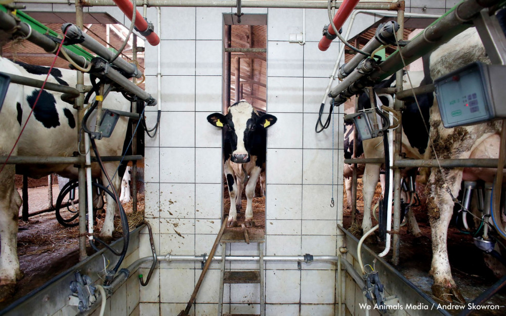 Una vaca lechera en una granja industrial.