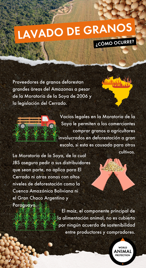 Infografia lavado de granos - deforestación Amazonas Brasil