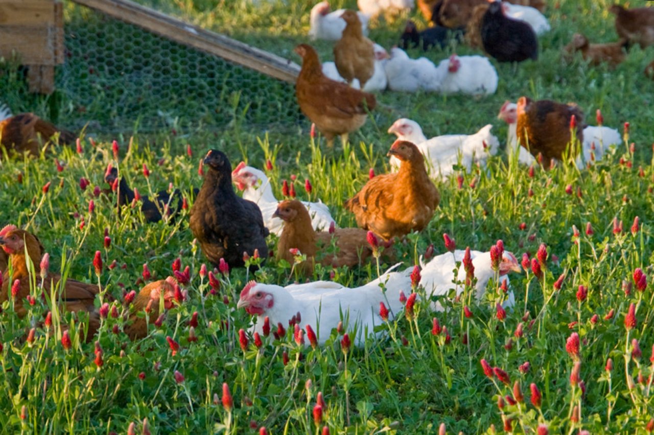 Gallinas ponedoras en una granja de alto bienestar 