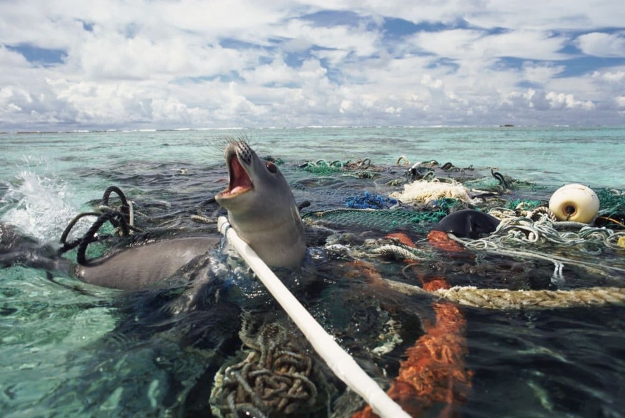 Foca monje atrapada en aparejos de pesca abandonados, Océano Pacífico