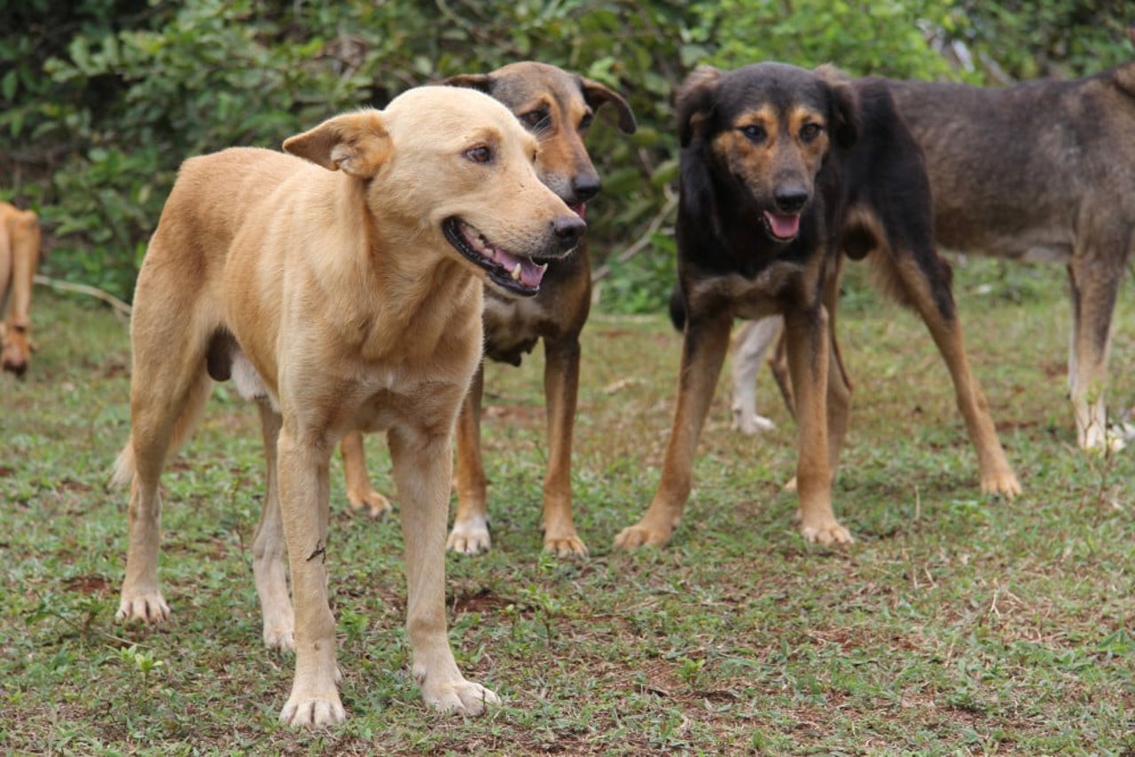 Un grupo de perros espera a ser vacunado en una campaña de World Animal Protection en Zanzíbar