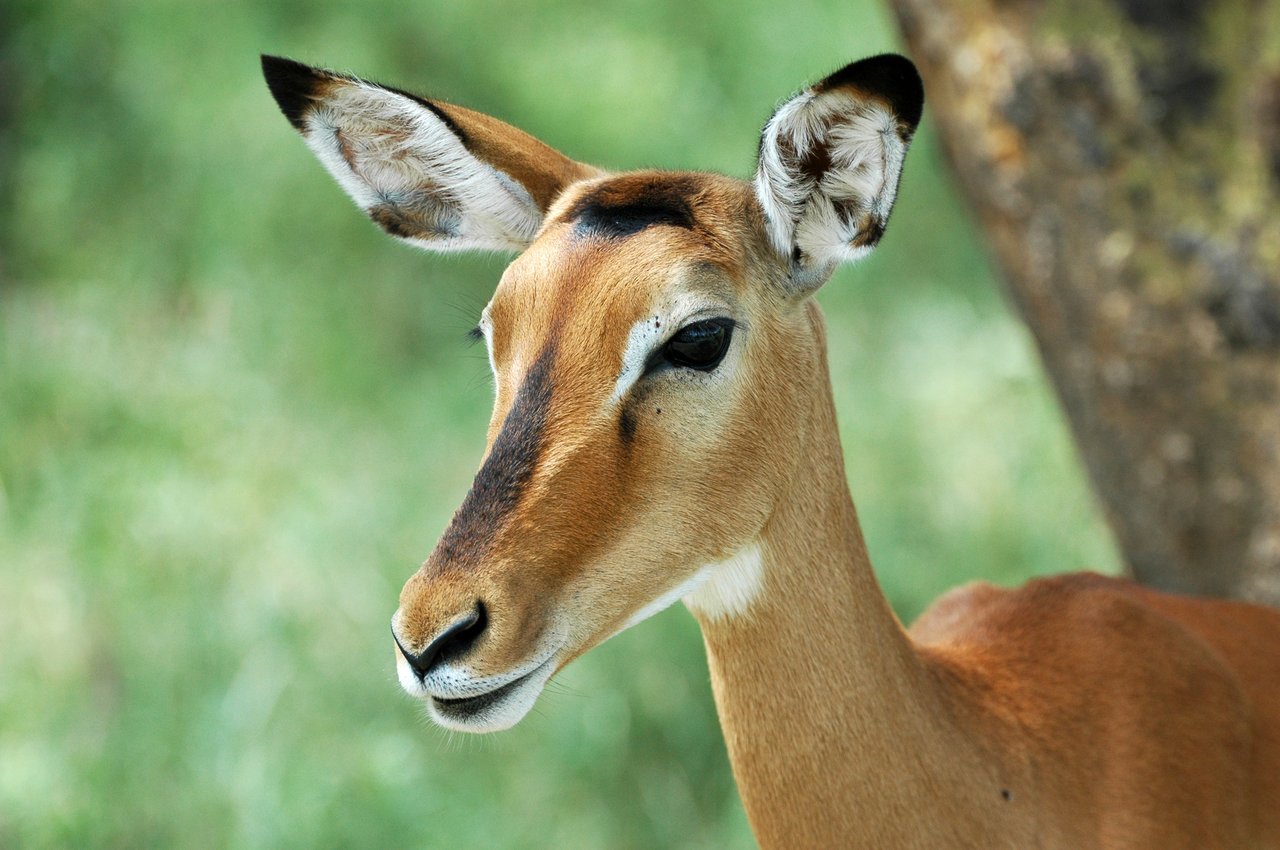 Una impala en el Parque Nacional Nakuru, en Kenia