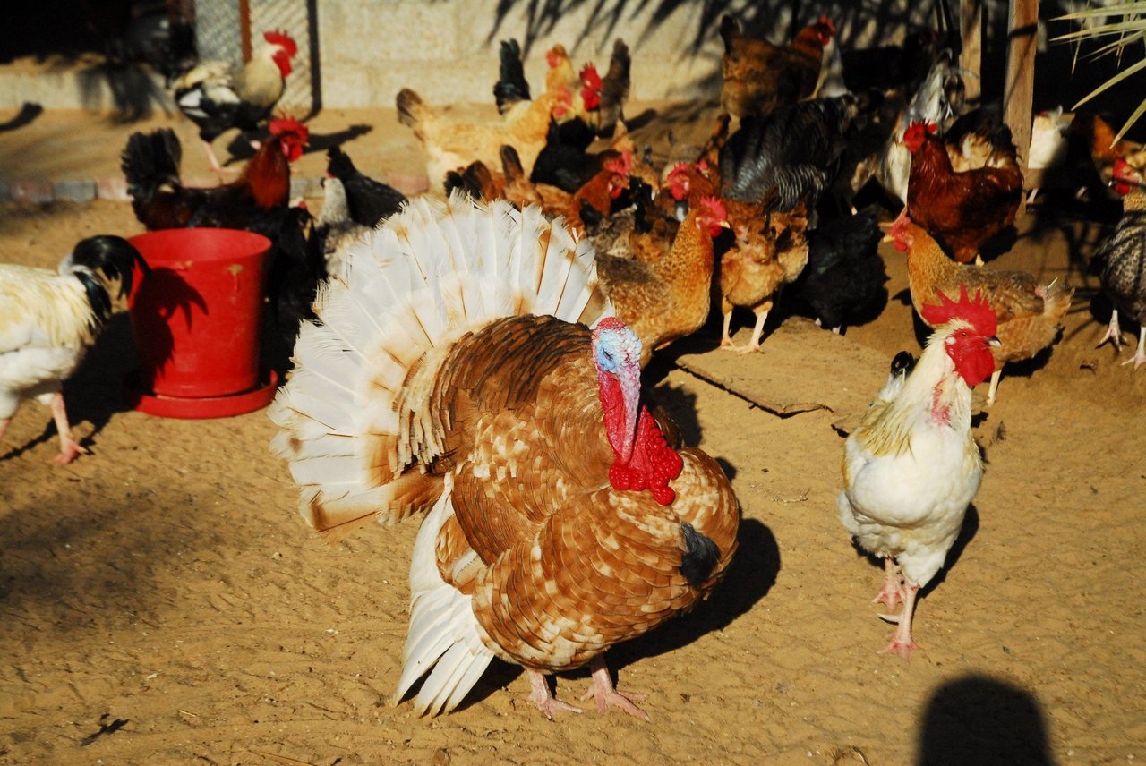10 datos curiosos sobre los pavos