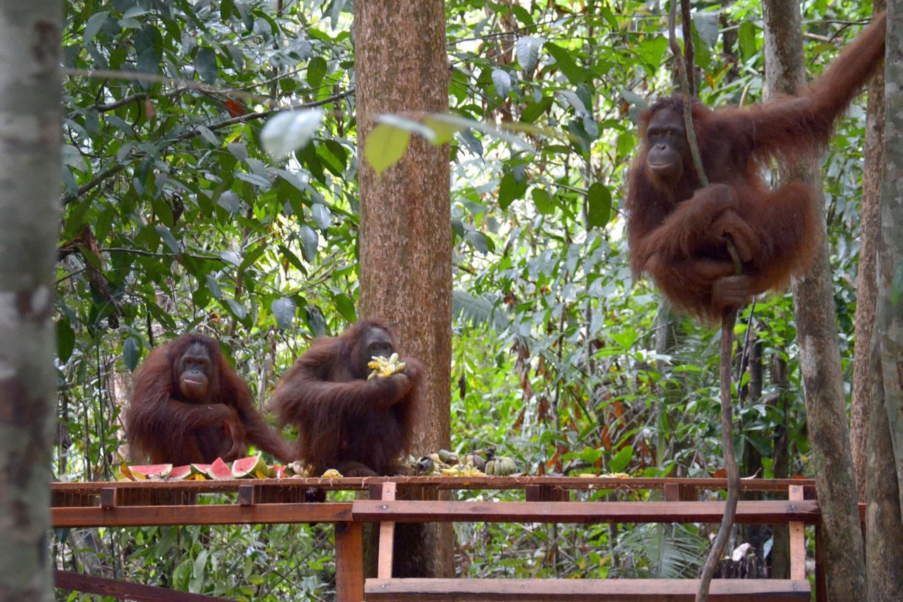 Mamalasa the orangutan high up in a tree at Borneo Orangutan Survival Sanctuary