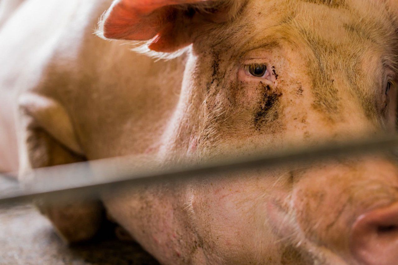 Porca criada em sistema de gaiolas para gestação - Mude a vida dos porcos - Proteção Animal Mundial