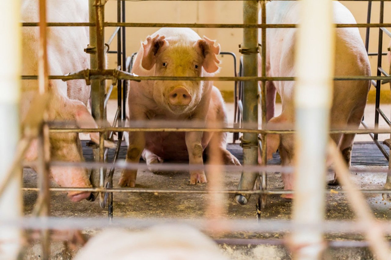 Porca criada em sistema de gaiolas para gestação - Mude a vida dos porcos - Proteção Animal Mundial