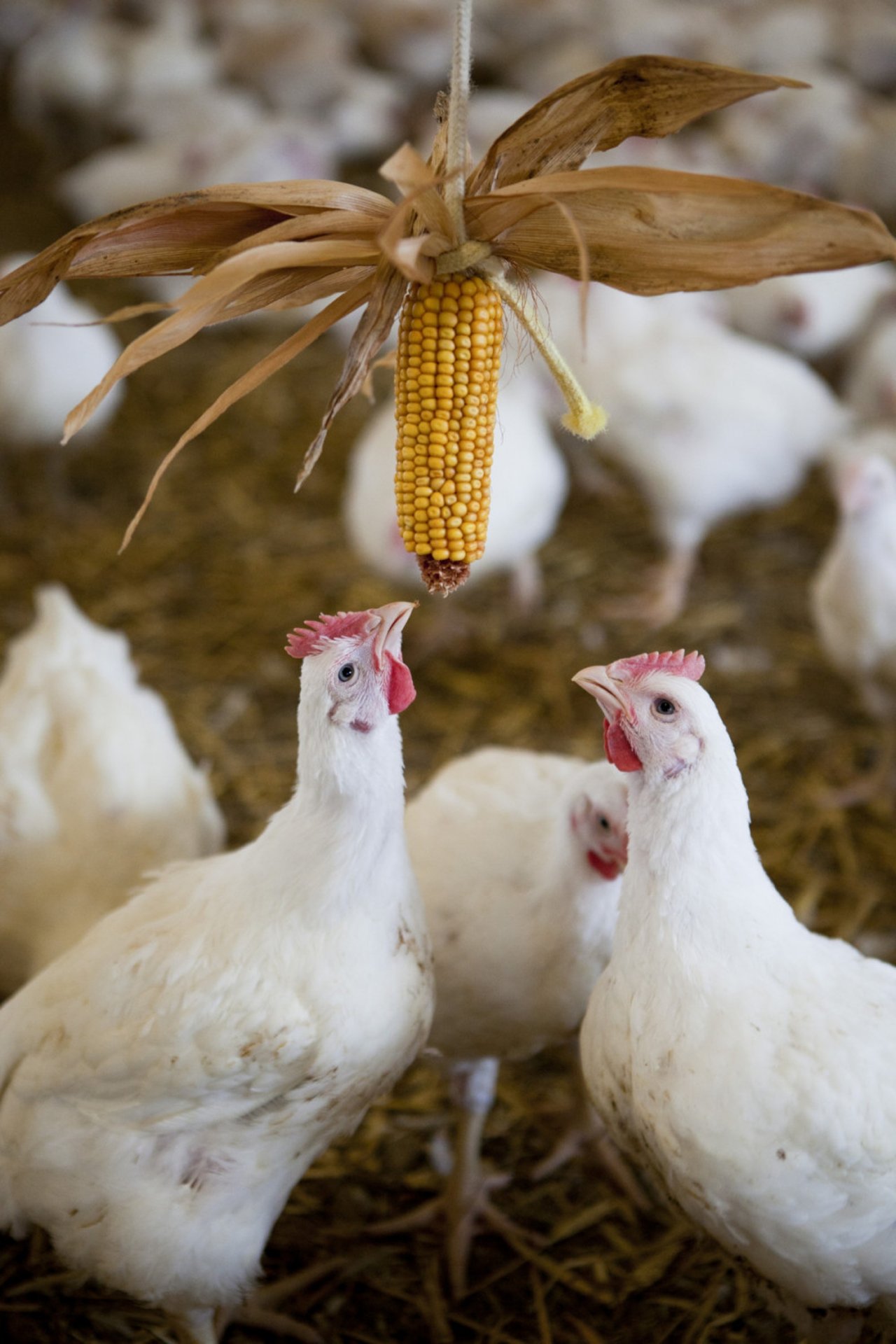 Pollos en una granja de alto bienestar