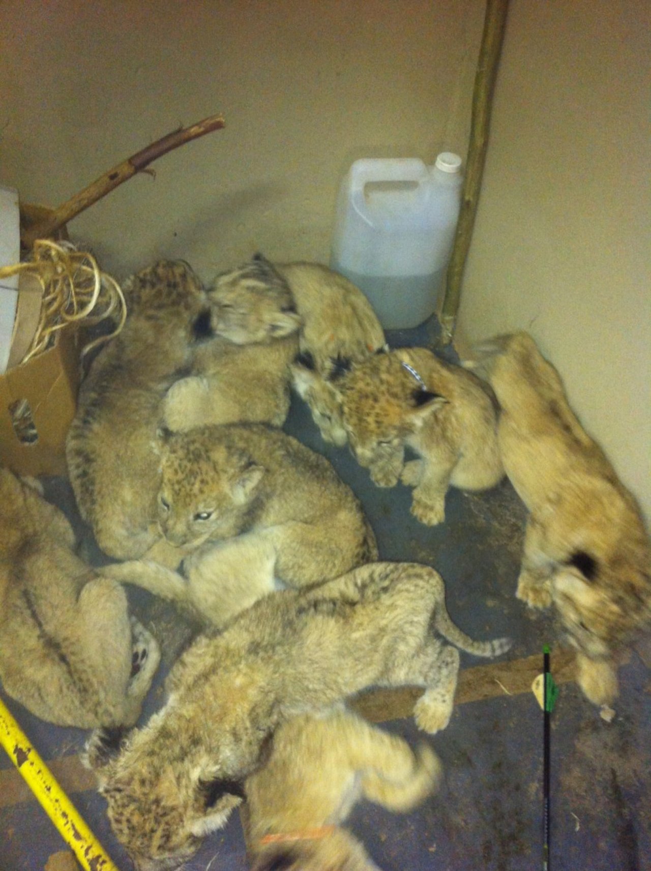 Lion cubs in a cramped cage - image by Blood Lions