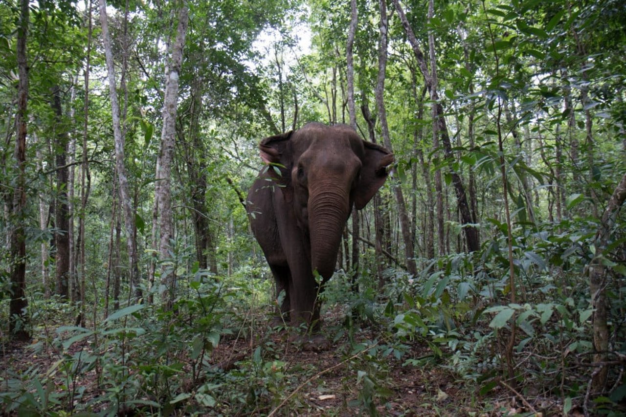 Un elefante asiático en un santuario en Tailandia