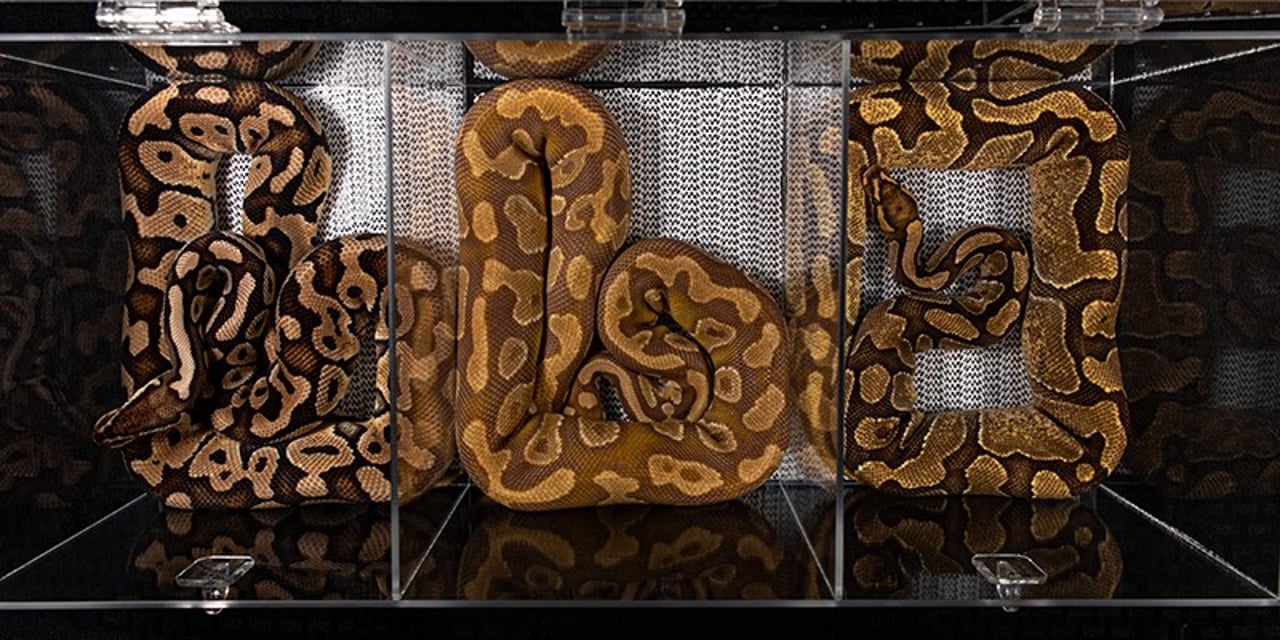 Pythons being sold at a reptile fair in the USA. They are kept in small plastic tubs where they aren