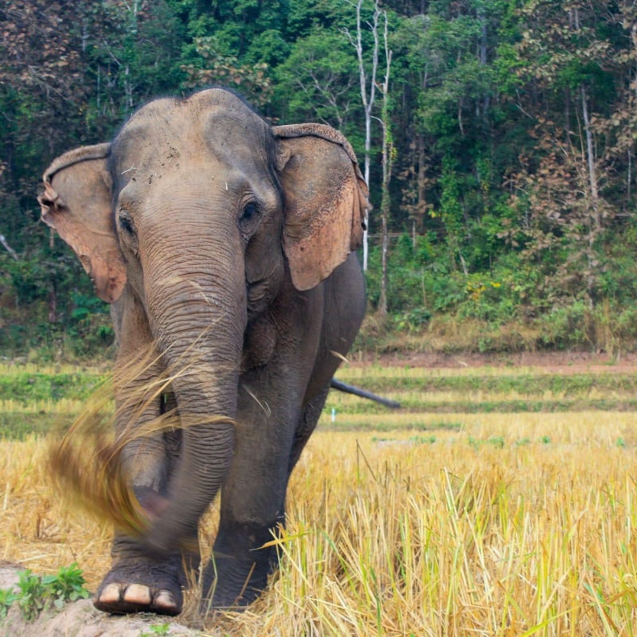 Elephant, Dodo, at the Kindred Spirit Elephant Sanctuary.