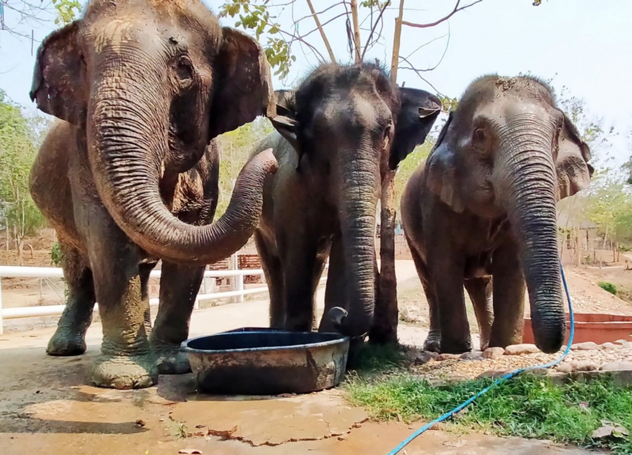 Elephants eating at BLES (Boon Lott’s Elephant Sanctuary)