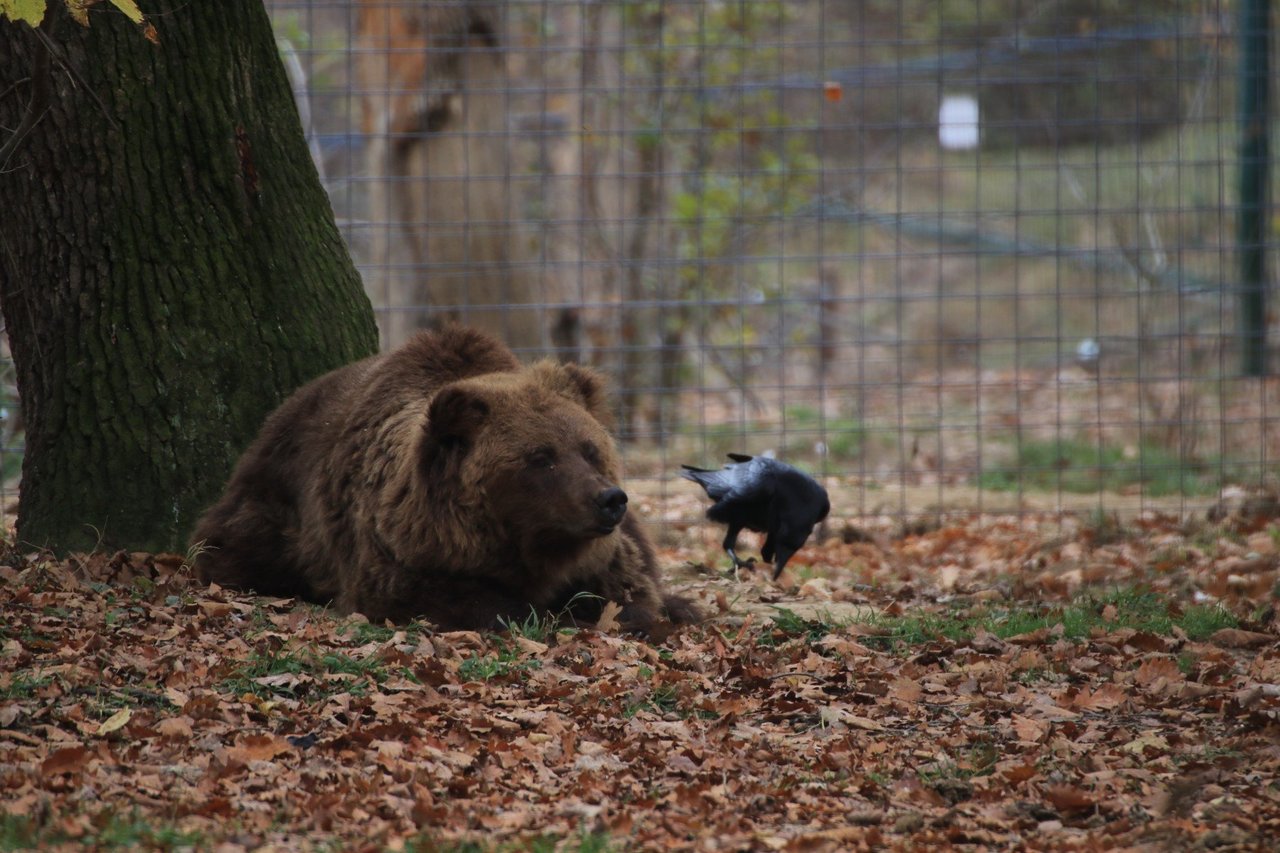 Timka e Alisa, dois ursos marrons, em meio à floresta do santuário Libearty