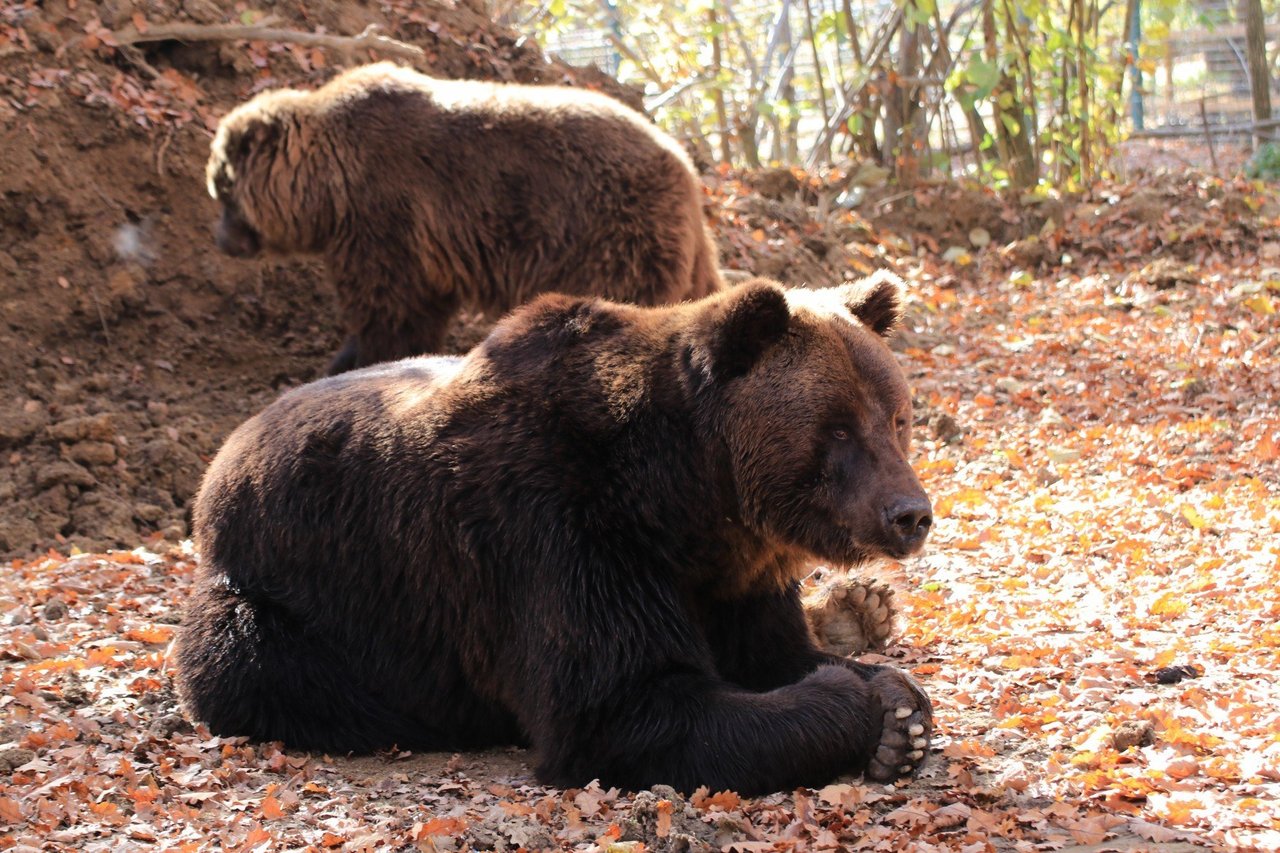 Timka e Alisa, dois ursos marrons, em meio à floresta do santuário Libearty