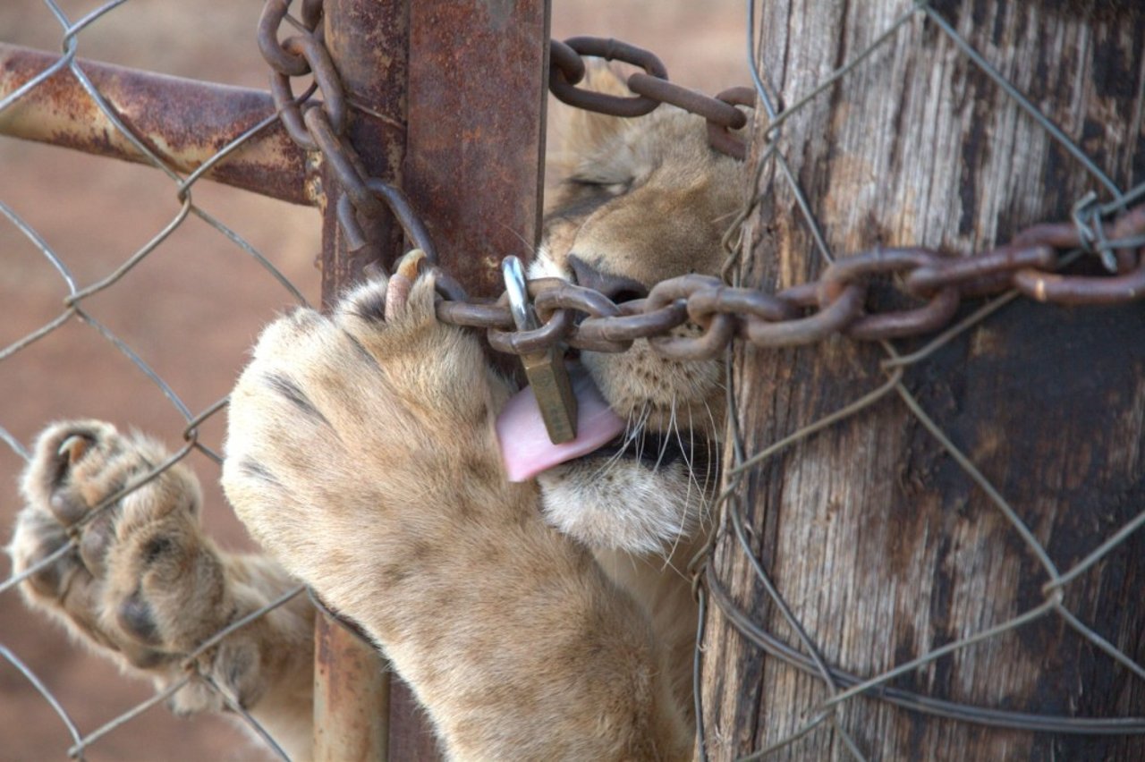 Lion cub licks a lock