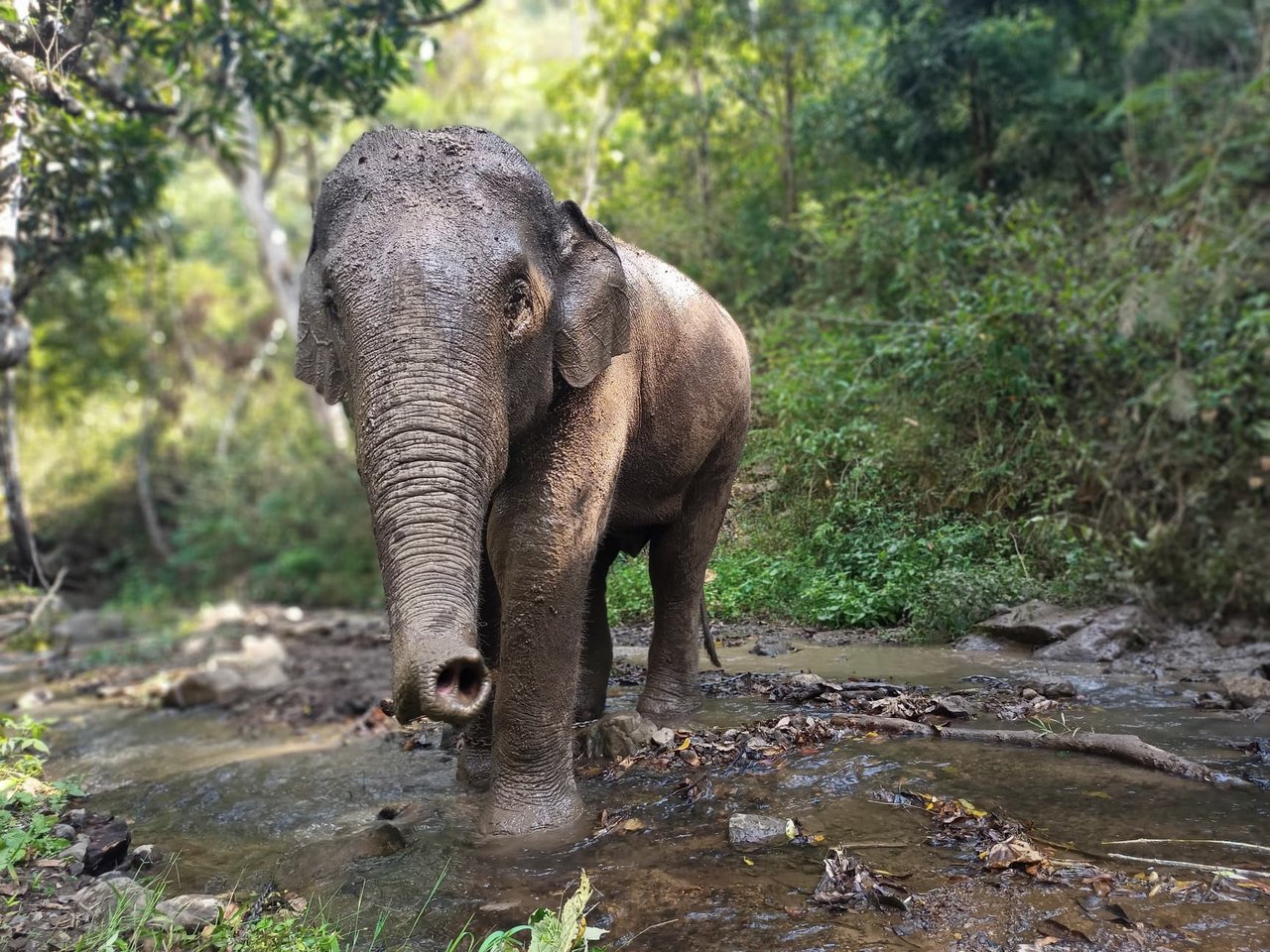 Elephant, Dodo, at the Kindred Spirit Elephant Sanctuary.